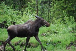 Moose moving through next to cabins