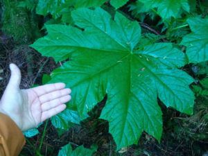 leaf of a devil's club plant
