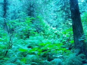 Vegetation along the Eagle View Trail at Griffin Lake Cabin Rentals in Revelstoke, BC