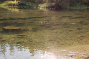 Salmon spawning in the Eagle River at Griffin Lake Cabin rentals.