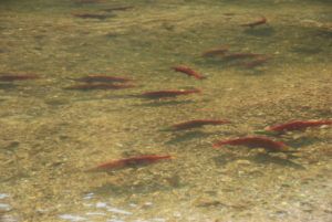 Salmon spawning in the Eagle River at Griffin Lake Cabin rentals.