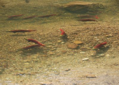 Sockeye salmon spawning in river near cabins.