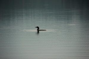 A loon on Griffin Lake